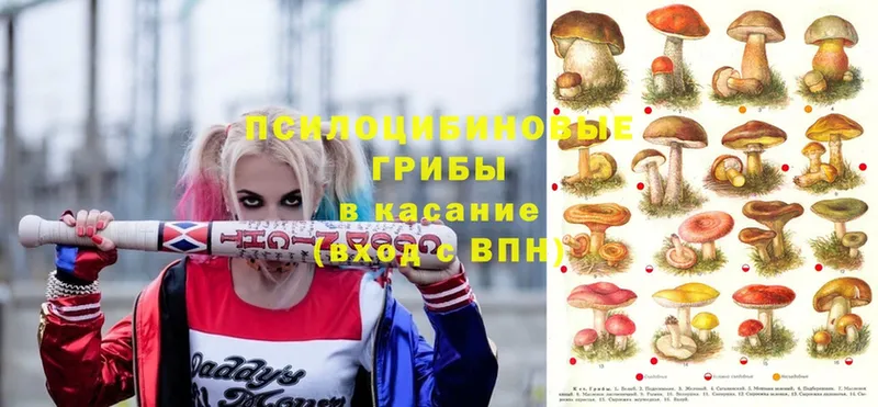 Псилоцибиновые грибы мицелий  OMG зеркало  Каргат 